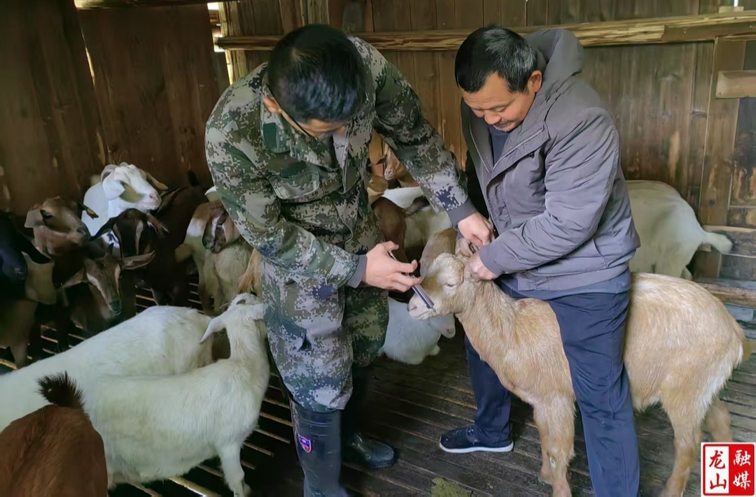 农车镇开展动物免疫接种工作