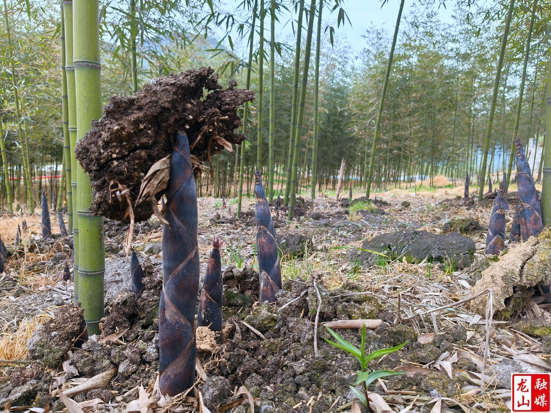 茅坪乡：春之至味 雷笋抢先上市