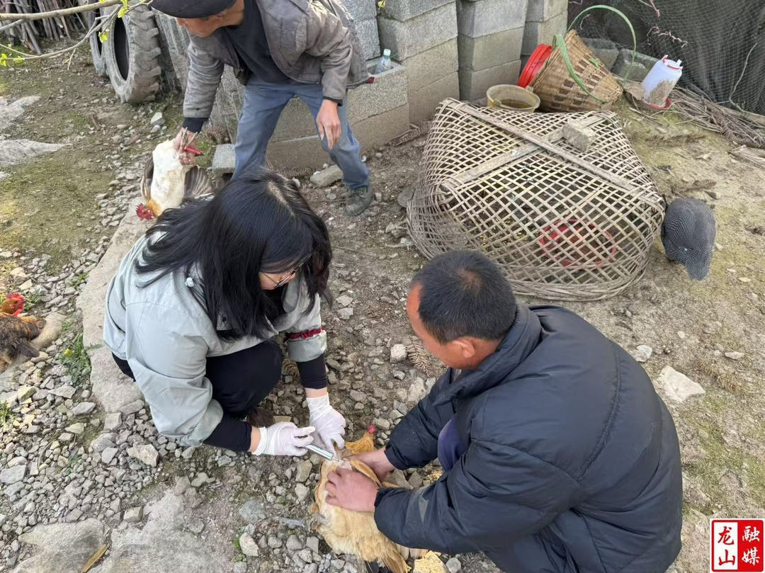 大安乡扎实开展畜牧春防工作  筑牢动物健康防线