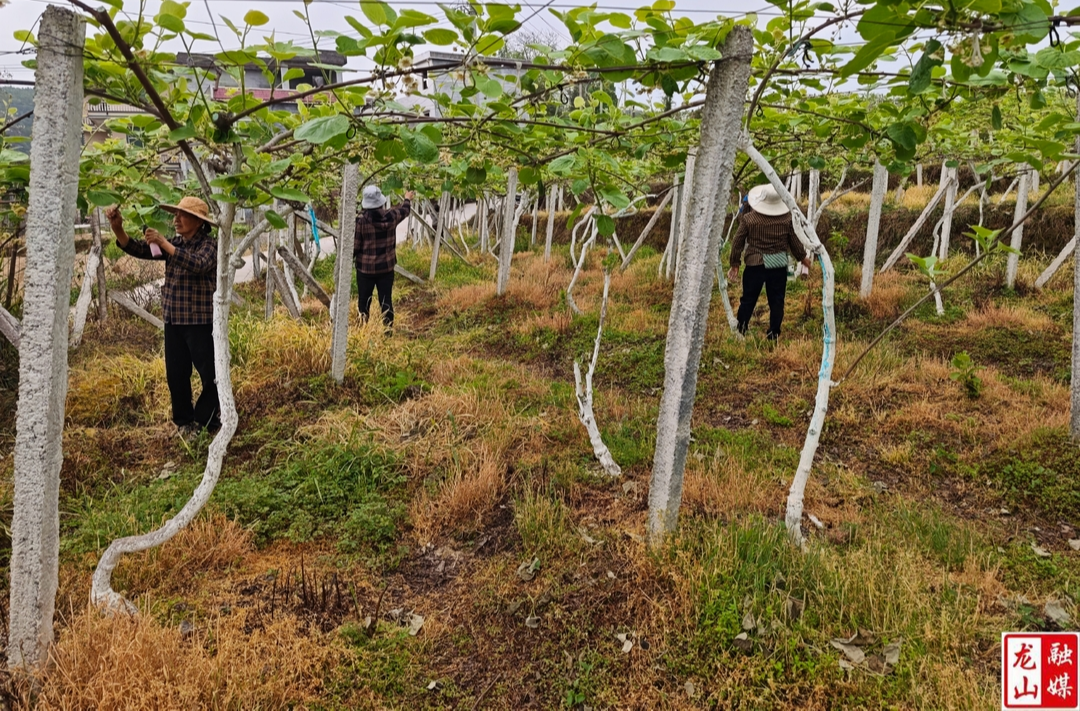 石羔街道：猕猴桃花开香满园 果农抢时授粉忙
