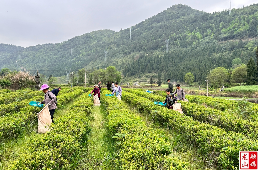 农车镇：机械化采茶助农增效促增收