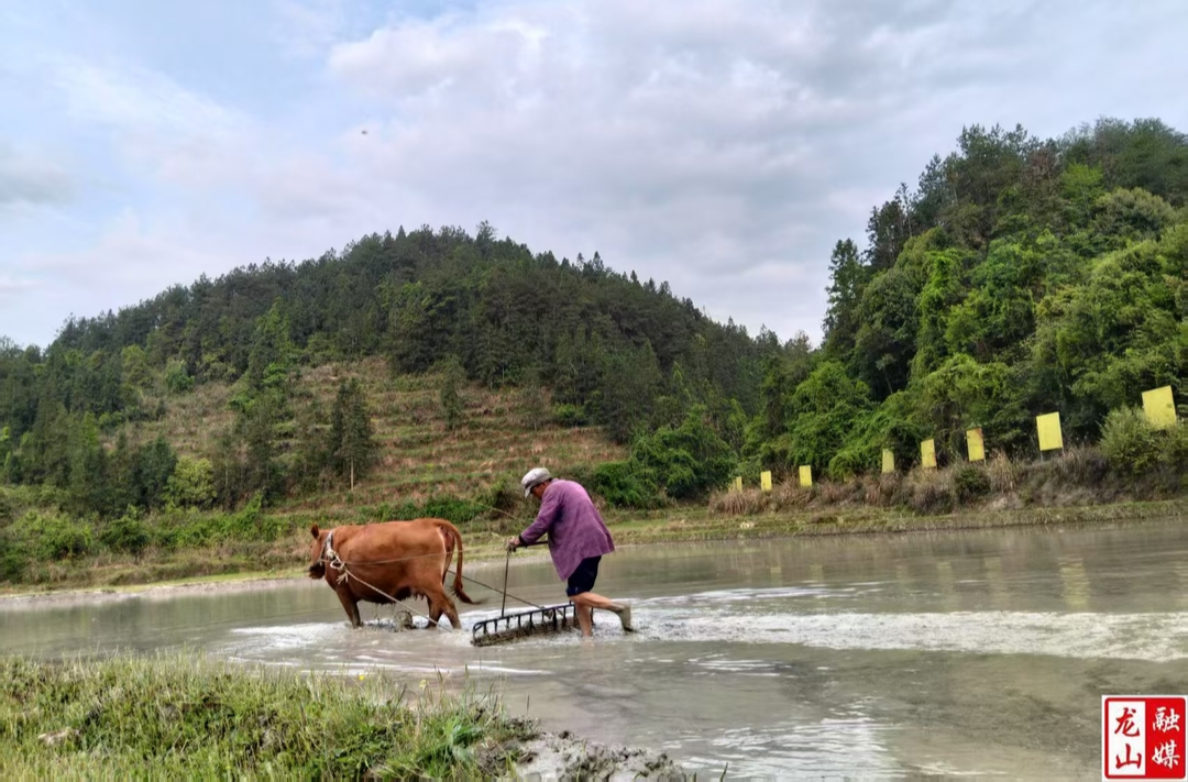 内溪乡五官村抛荒地变身“希望田”