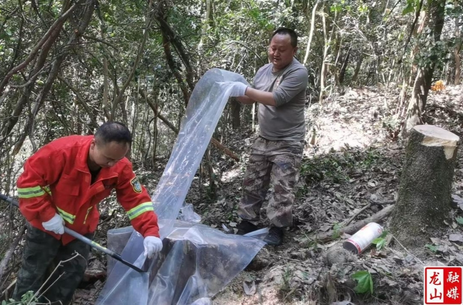 洛塔乡高效处置疫木 守护古树群落