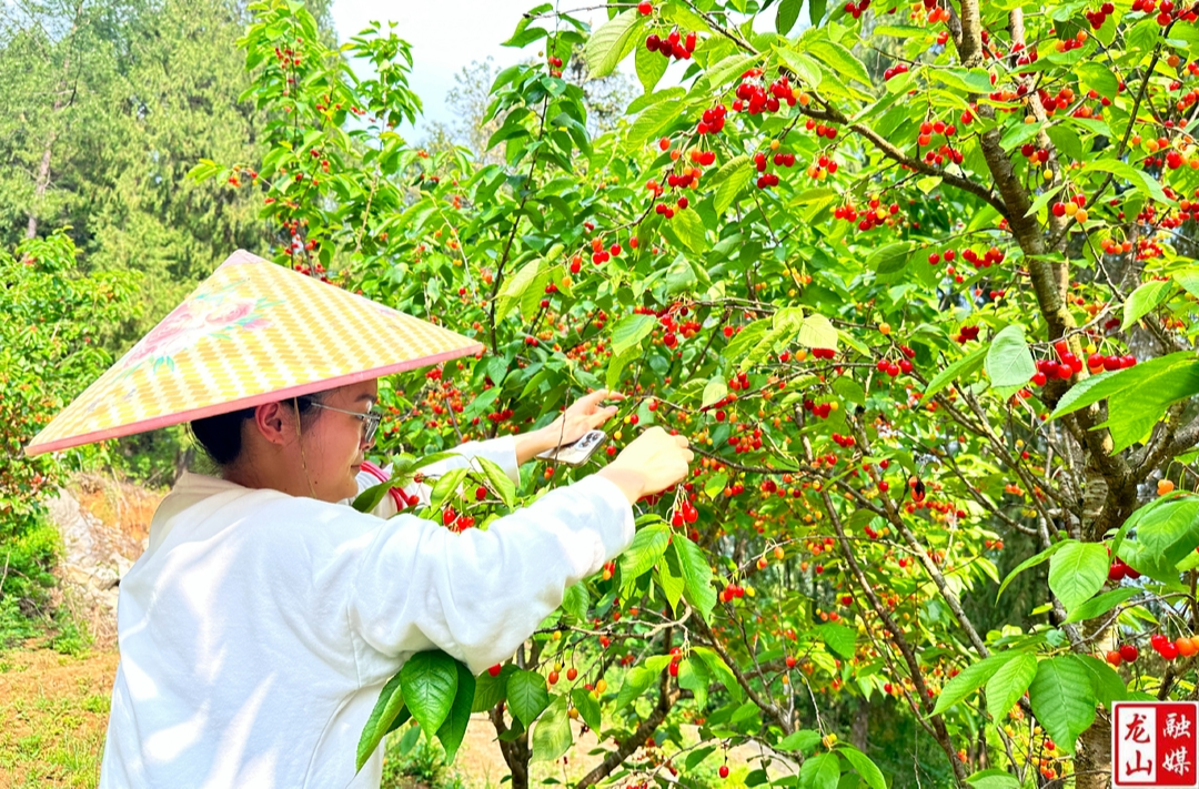农车镇哪咱村：樱桃园红果满枝 甜蜜丰收引客来