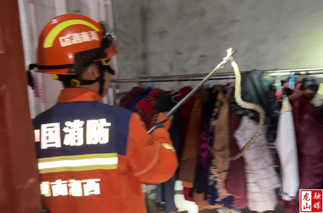 居民家中惊现毒蛇 消防员上演“捕蛇记”