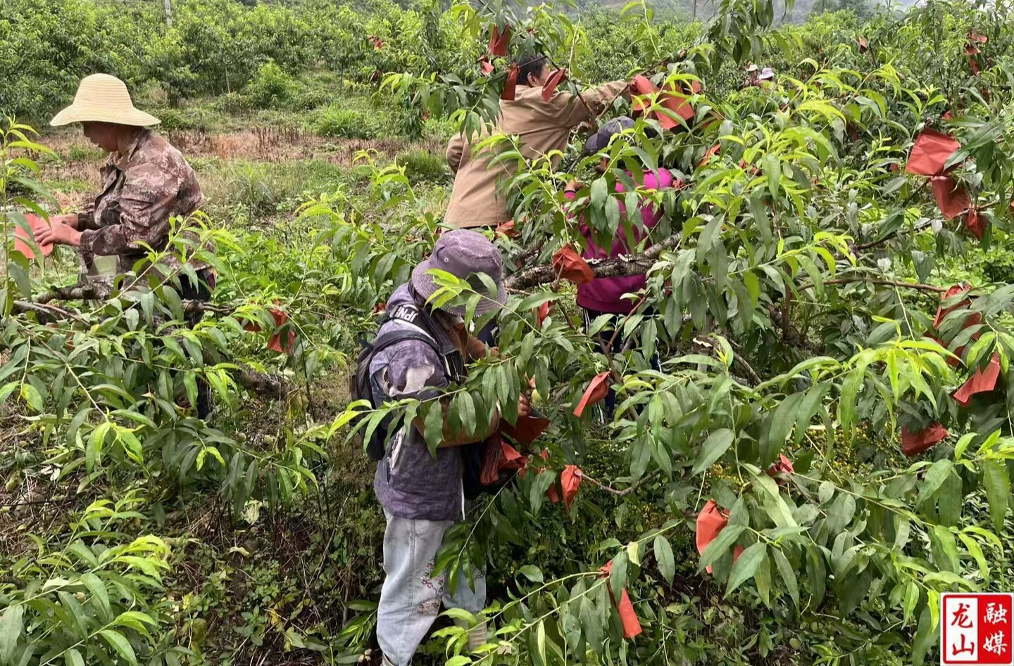 洗车河镇：黄桃套袋正当时 特色产业助振兴