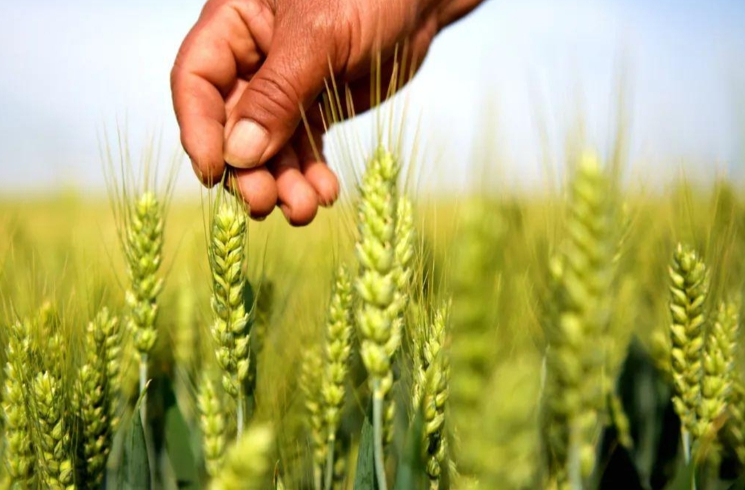 为什么只有小满，没有“大满”？