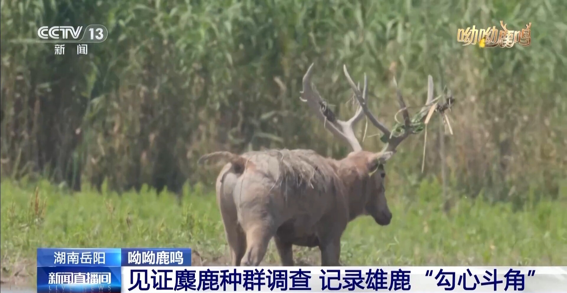 缠鹿角 涂泥巴 进入发情季的雄鹿这样“秀肌肉”