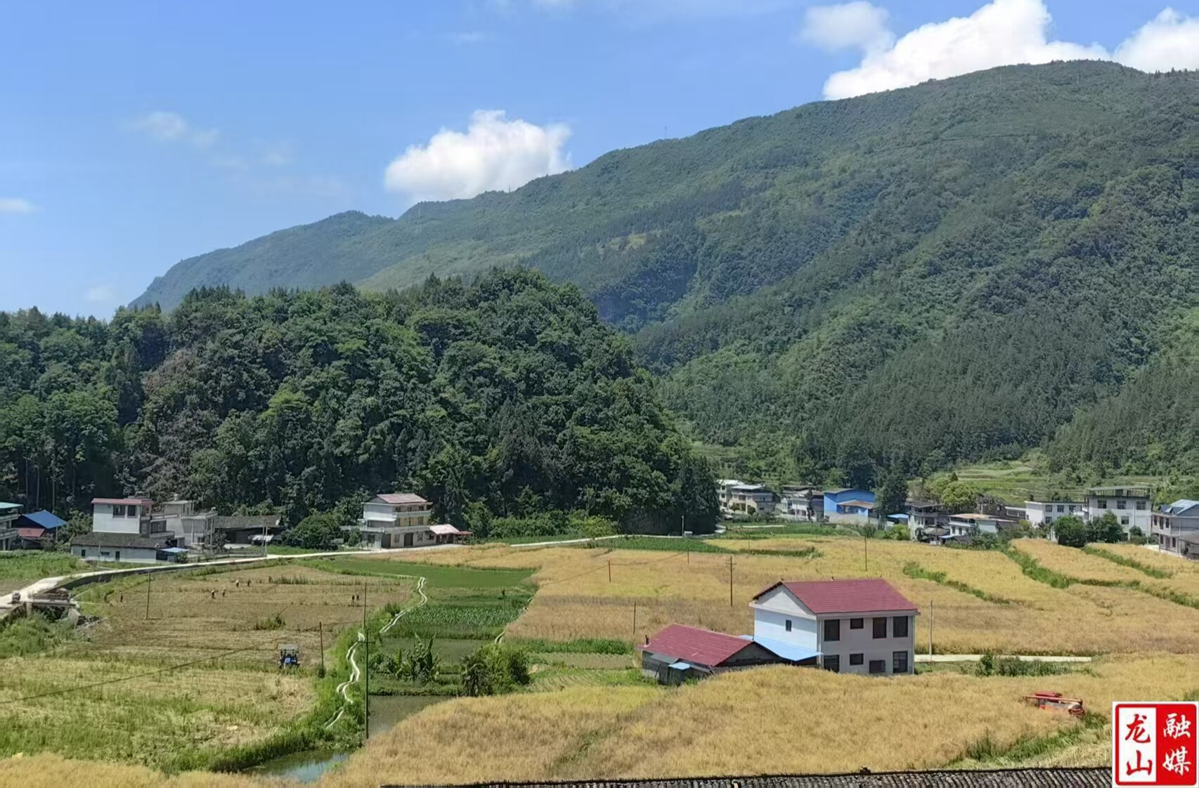 兴平村：200亩油菜喜获丰收 科学轮作推动乡村振兴