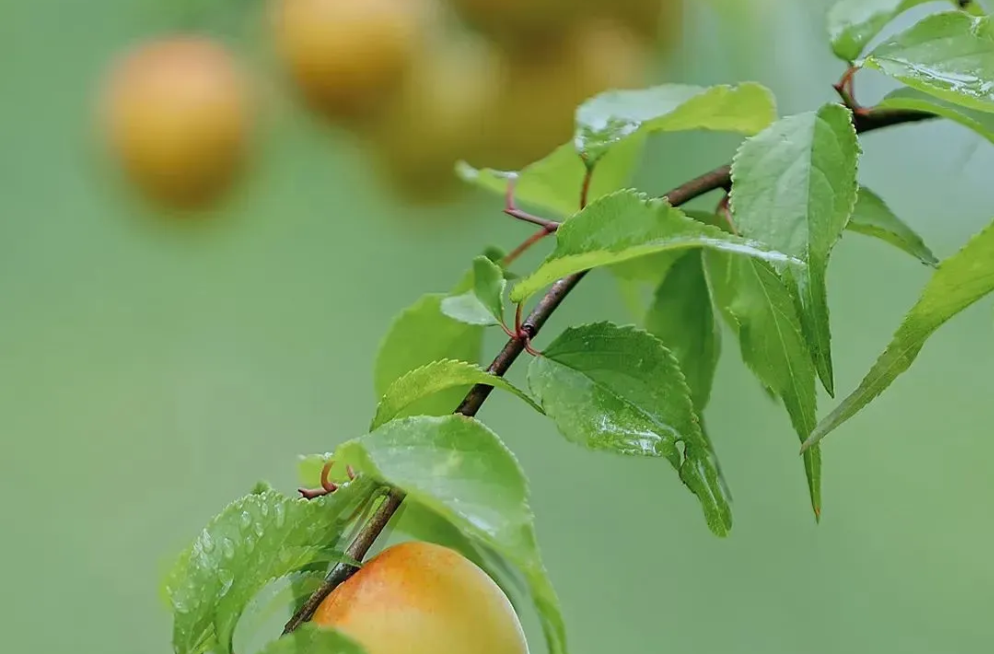 端午假期连休3天不调休 高速不免费→