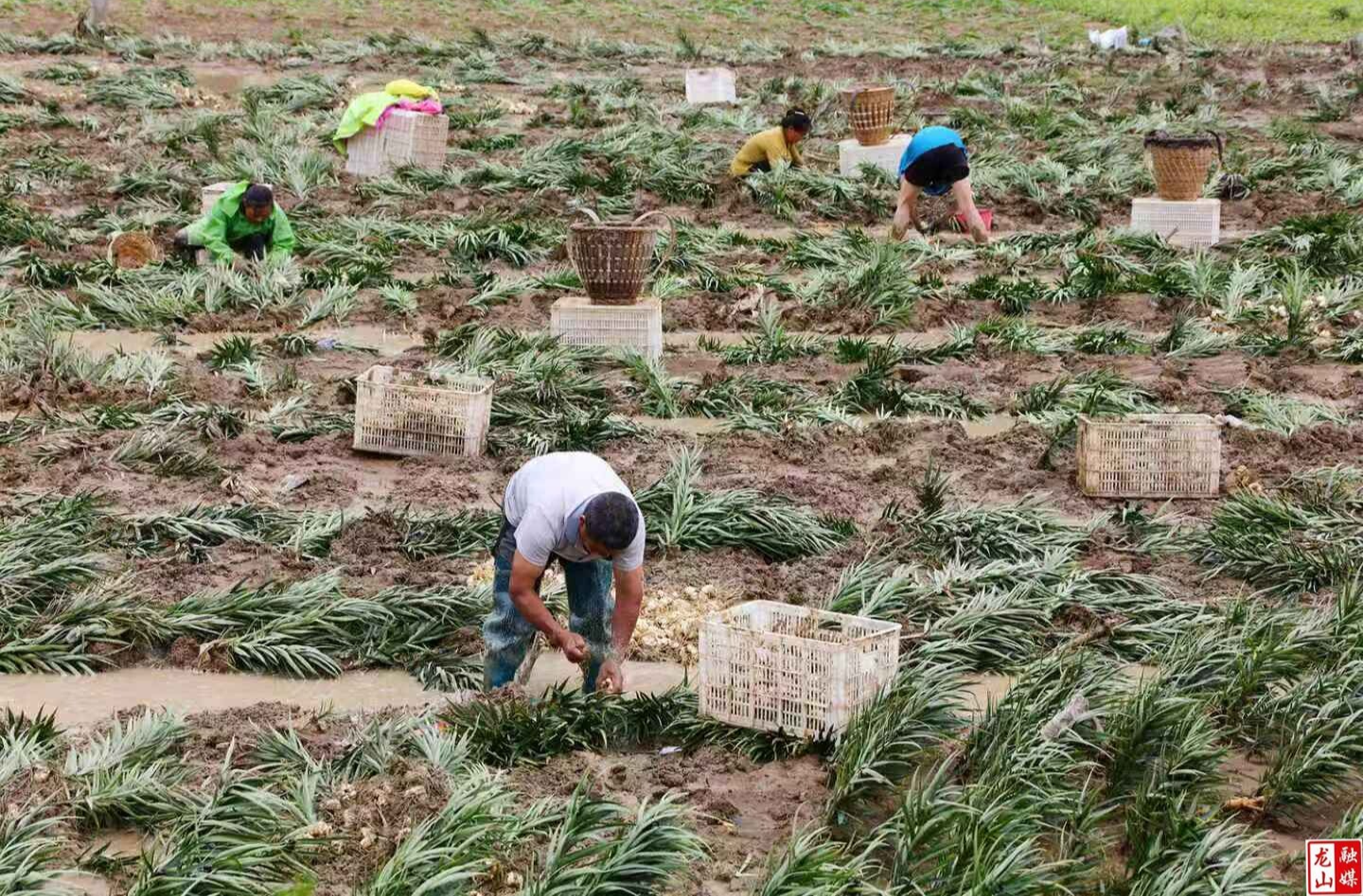 石牌镇：特大暴雨致百亩百合受灾 村民24小时轮班抢收减损