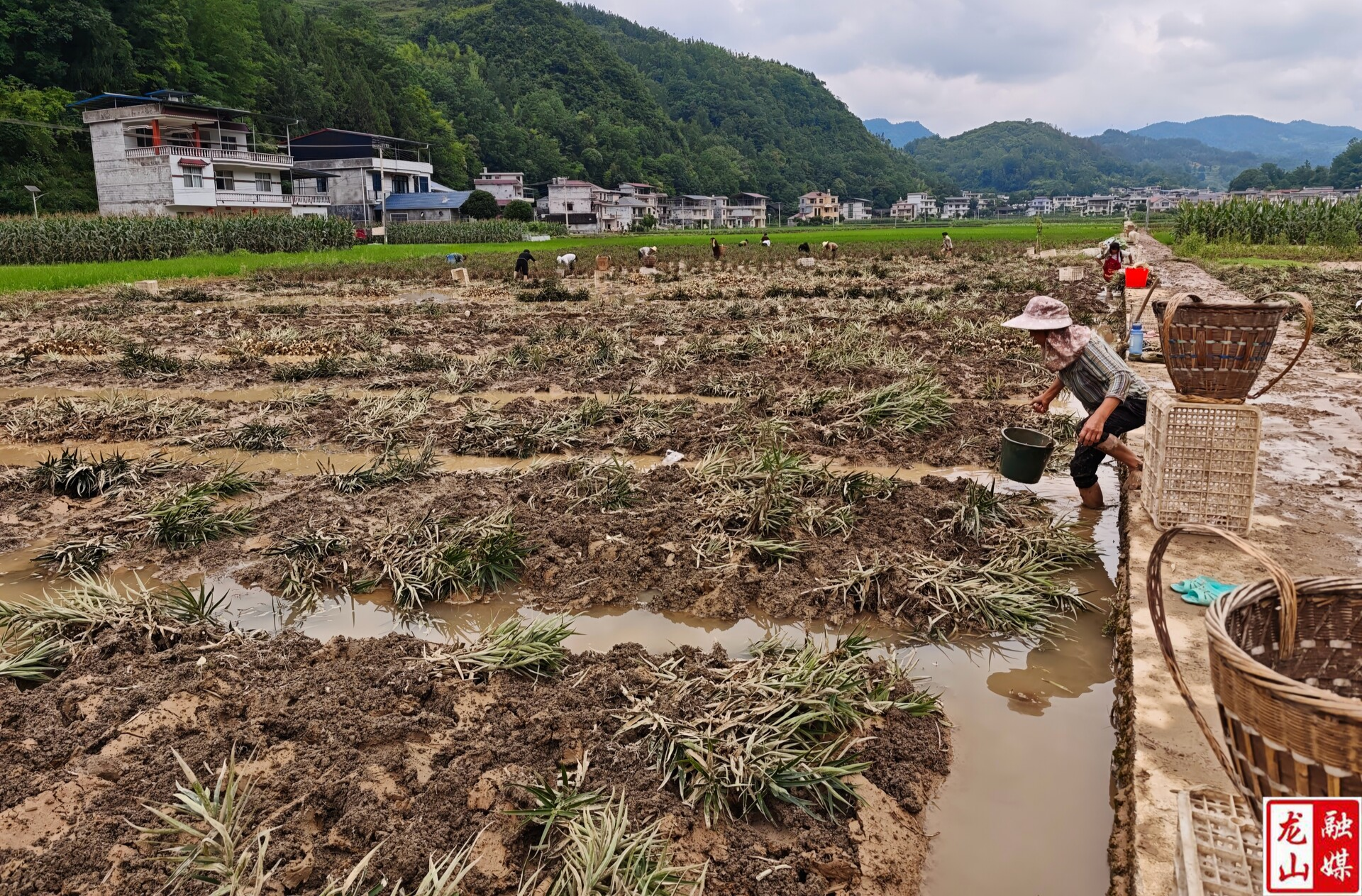 石牌镇：灾后积极抢收百合