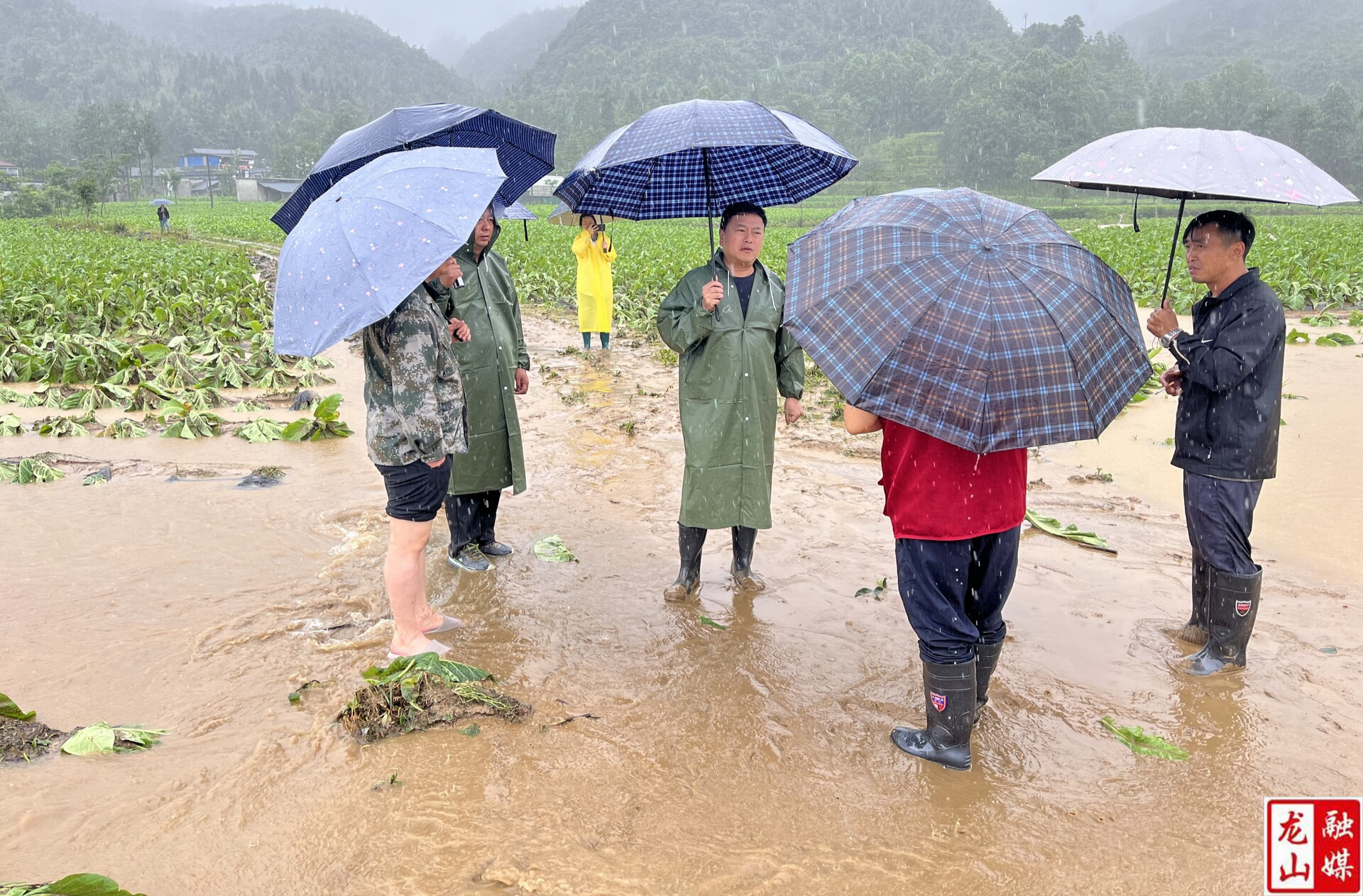 争分夺秒挽回烟叶损失 全力以赴保障烟农利益——龙山烟叶抗灾救灾纪实