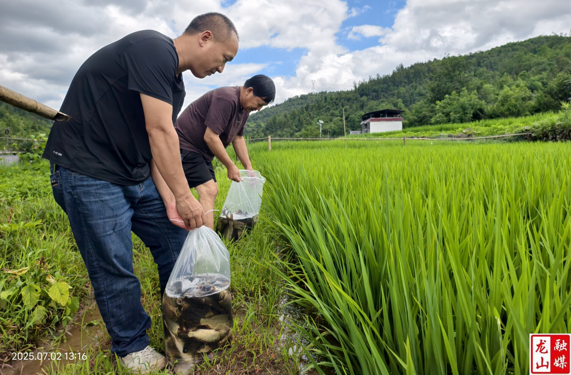稻香鱼跃靛房镇 生态种养绘新篇