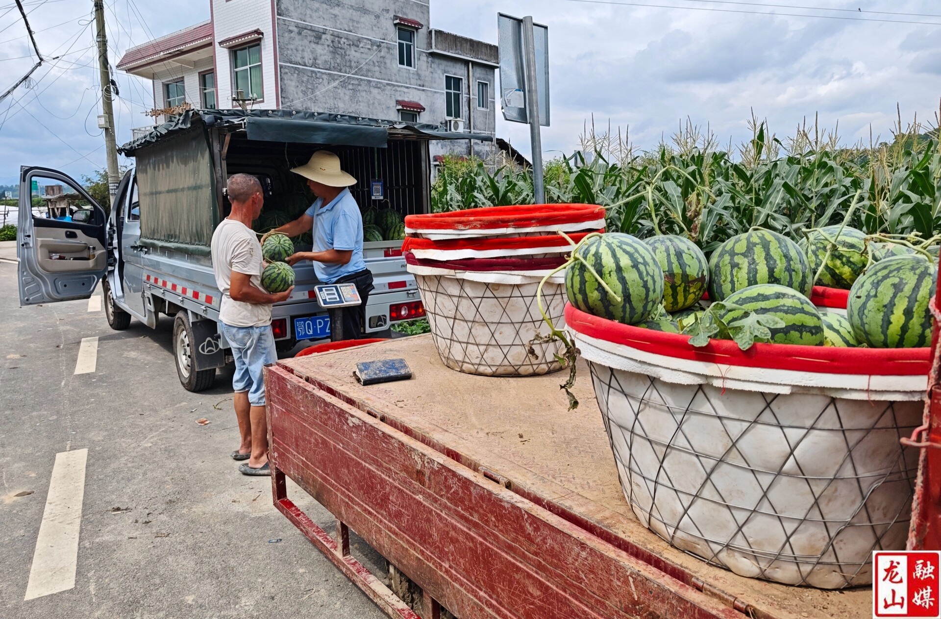 干比社区：美都西瓜丰收 客商上门采购忙