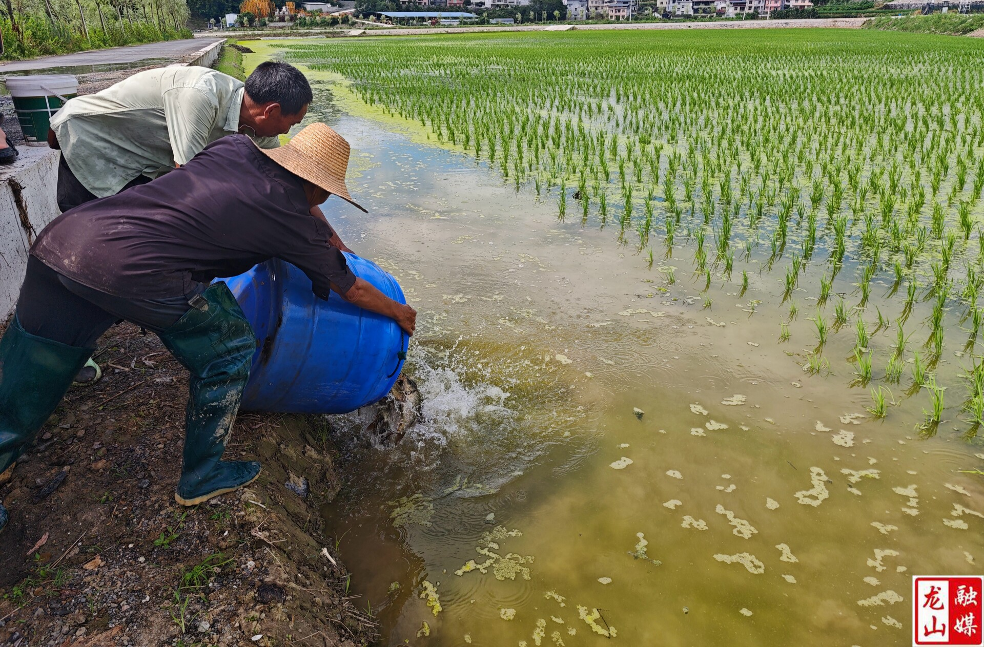 尖岩村：首批鱼苗投放入补种稻田