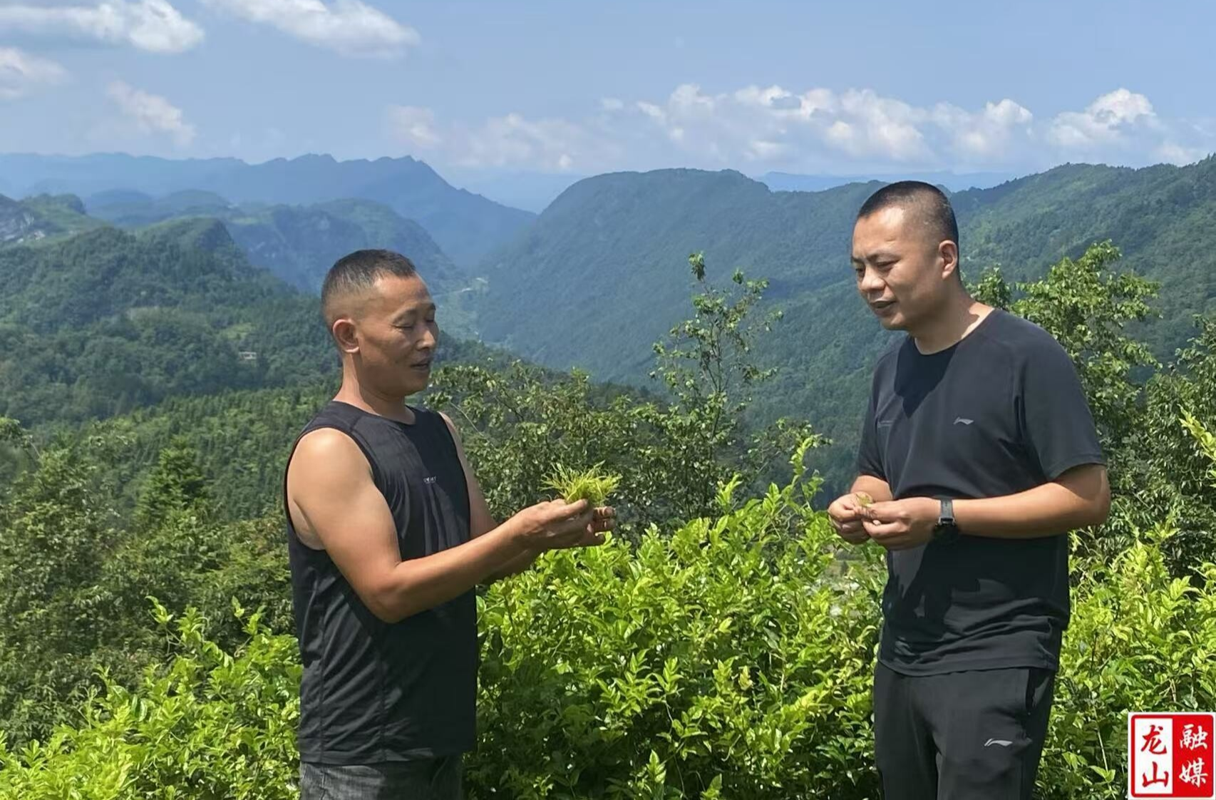 深山藤茶“飞”入黄花机场  国企挂职干部铺就出山“天路”