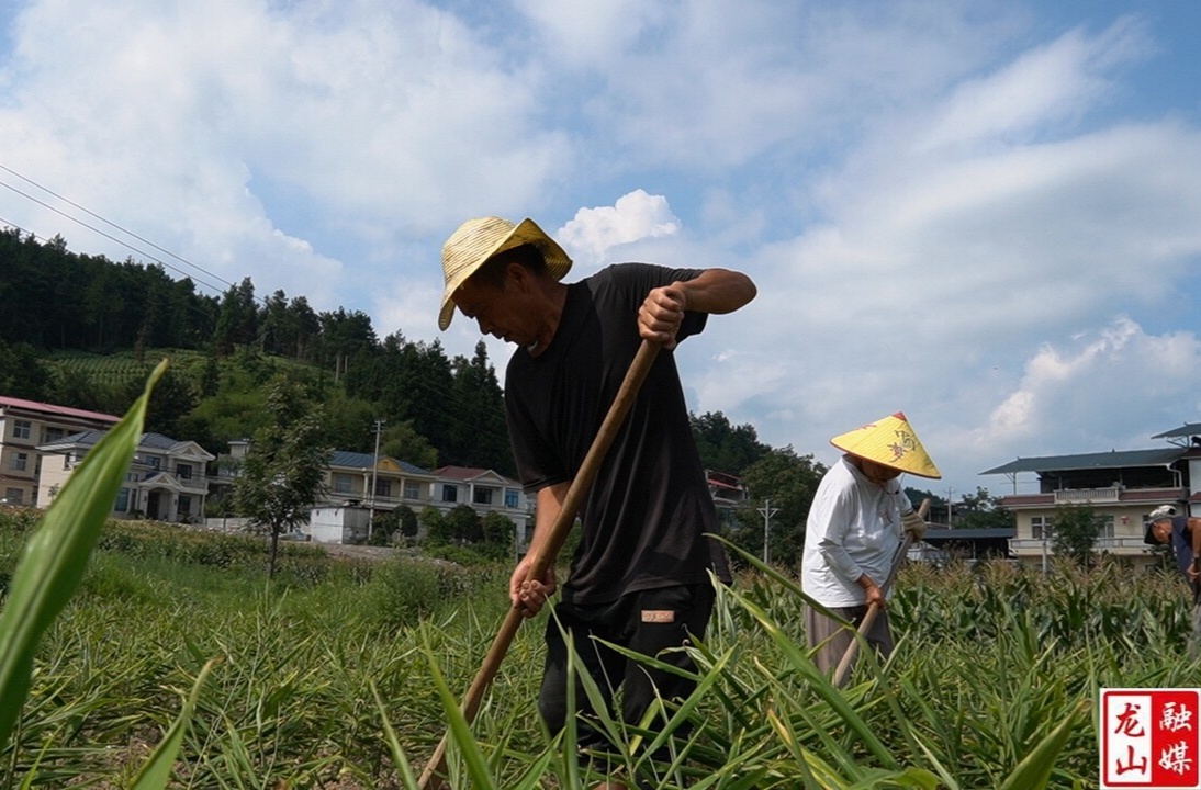 茅坪乡：种植生姜特色产业 夏日生姜管护忙