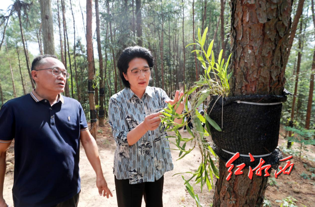 陈华到龙山调研