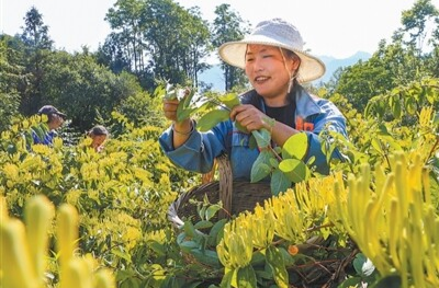 人民日报看湖南丨土药材成了金饭碗（家乡的山水能生金）