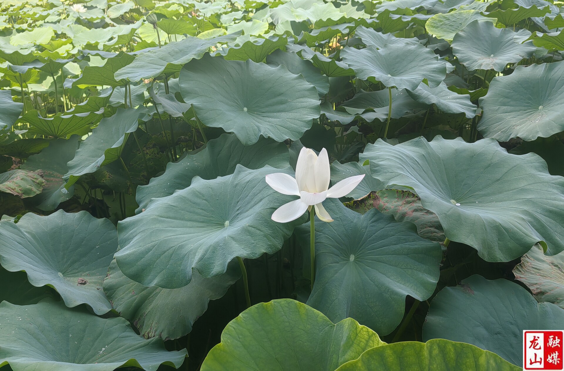 荷花盛开 美在当“夏”（图）