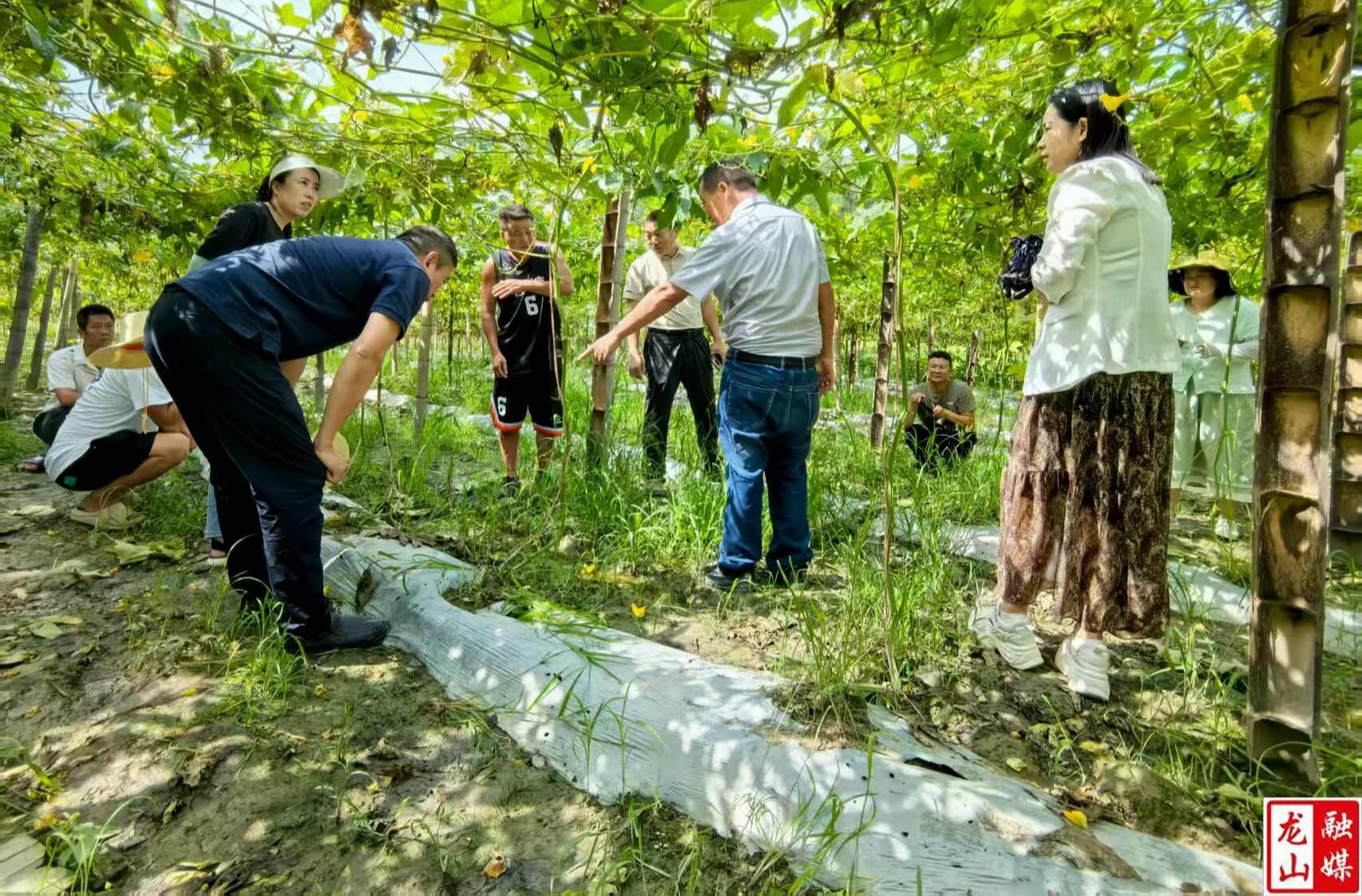 省农科院专家赴桂塘镇开展白丝瓜、菜薹绿色高效栽培技术培训