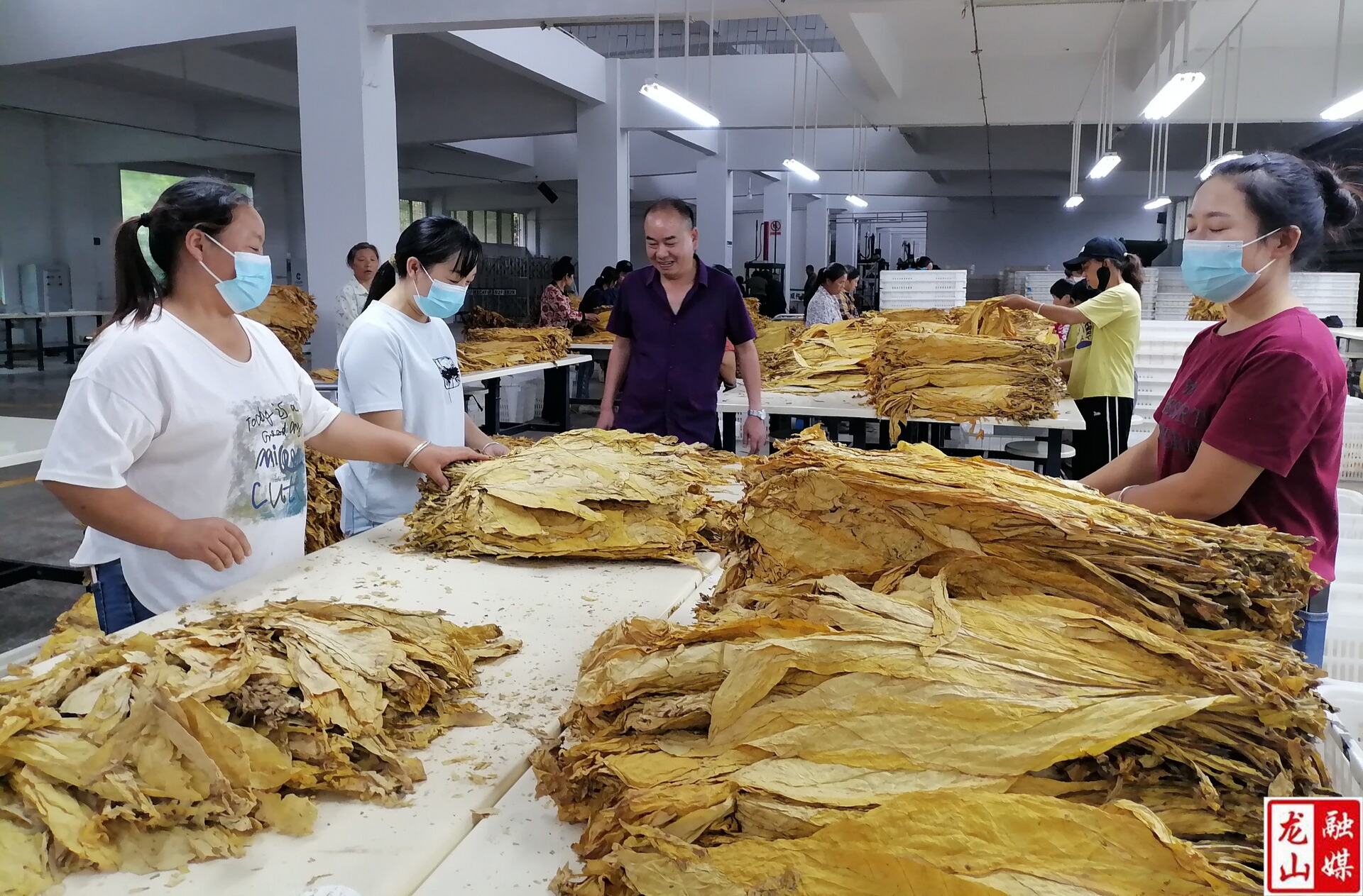 茅坪鄉(xiāng)烤煙進入采收加工關鍵期