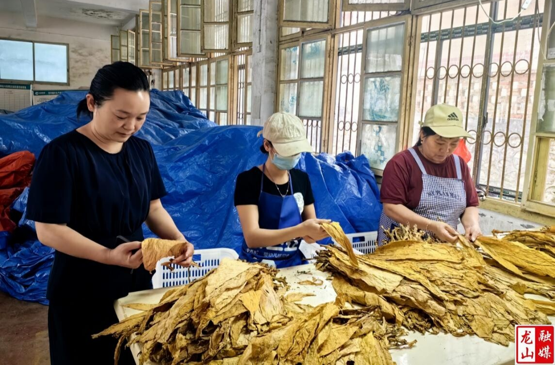 洛塔乡稳步推进烤烟收购工作