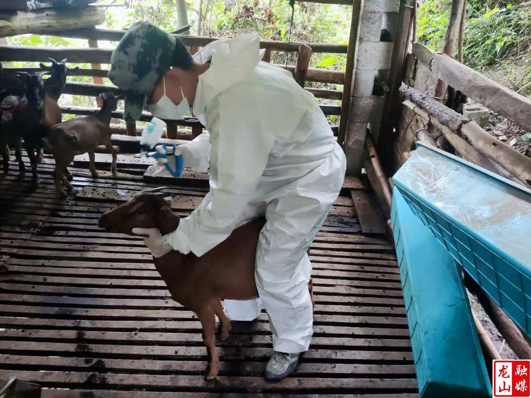 咱果乡开展秋季动物防疫工作 筑牢防疫免疫屏障