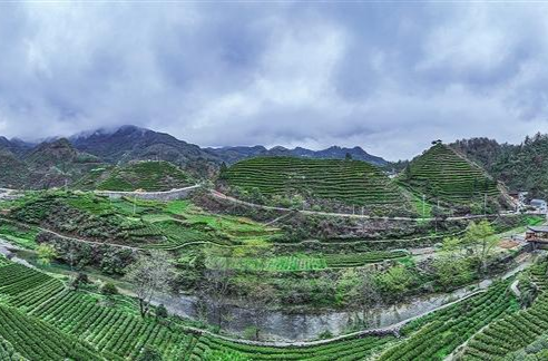 三项工作丨从“绿叶”到“金叶”的百亿突围——湘西州奋力书写茶产业高质量发展新答卷