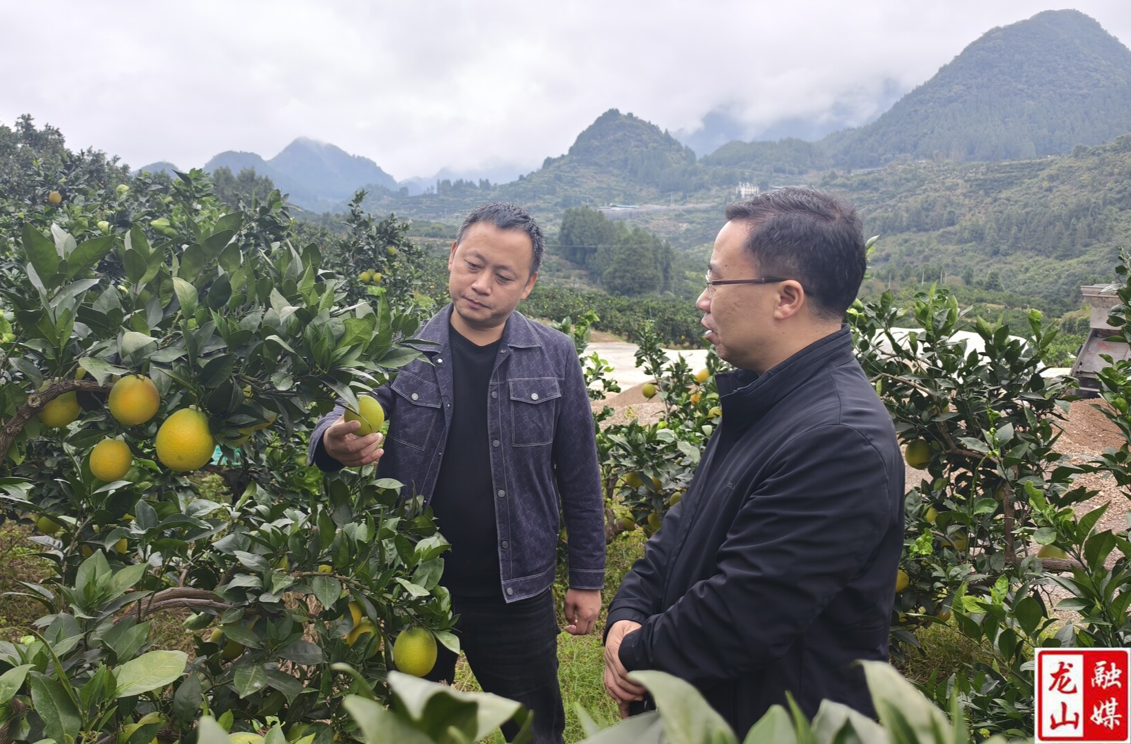 县政协助力“里耶脐橙”提档升级