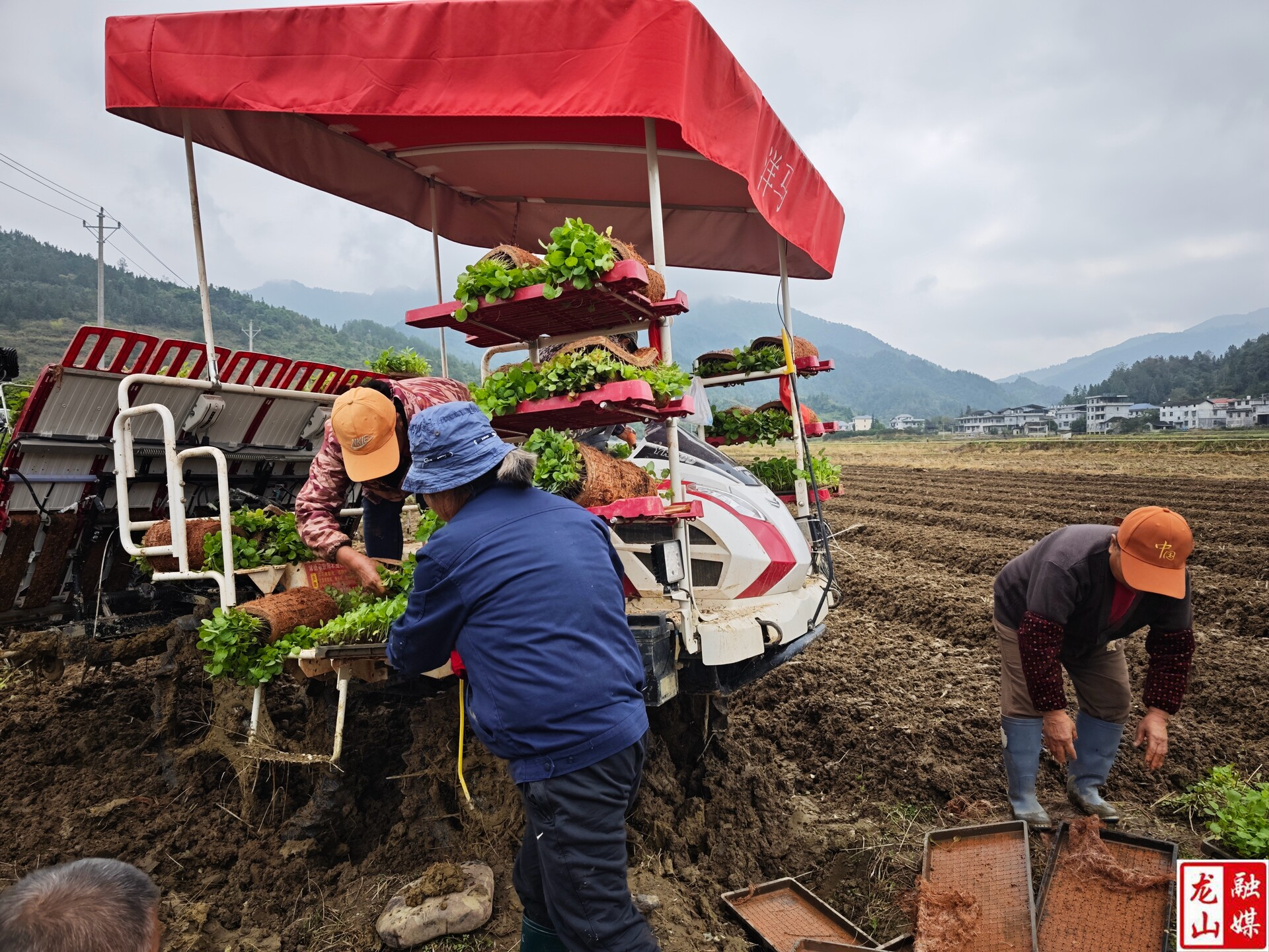 苗儿滩镇：推广油菜机械化移栽 助力冬种油菜提质增效