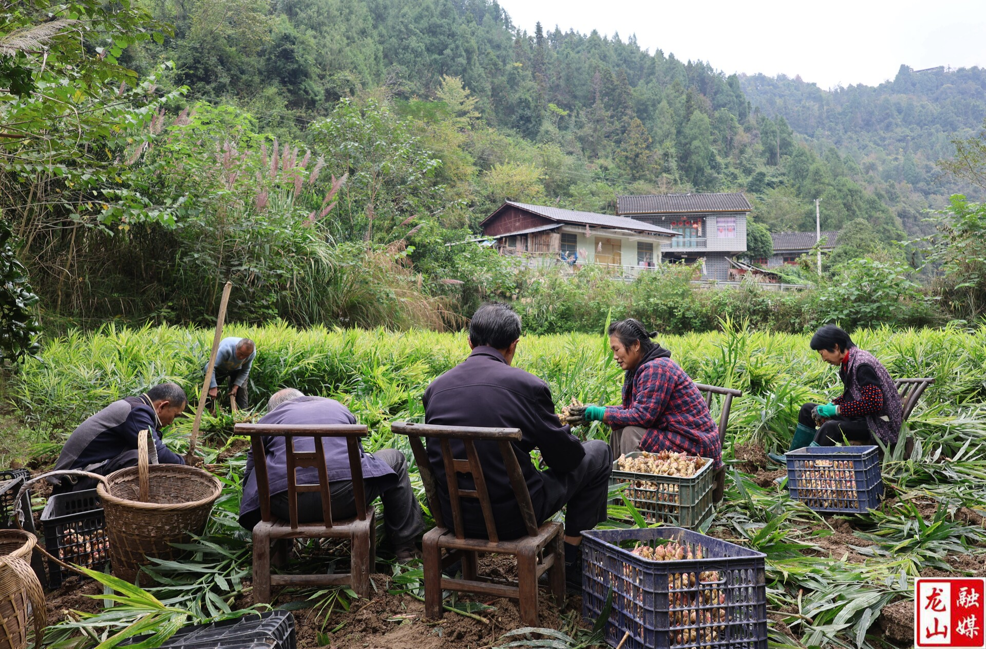 桂塘镇苦达村：凤头小黄姜丰收 电商助农畅销（图）