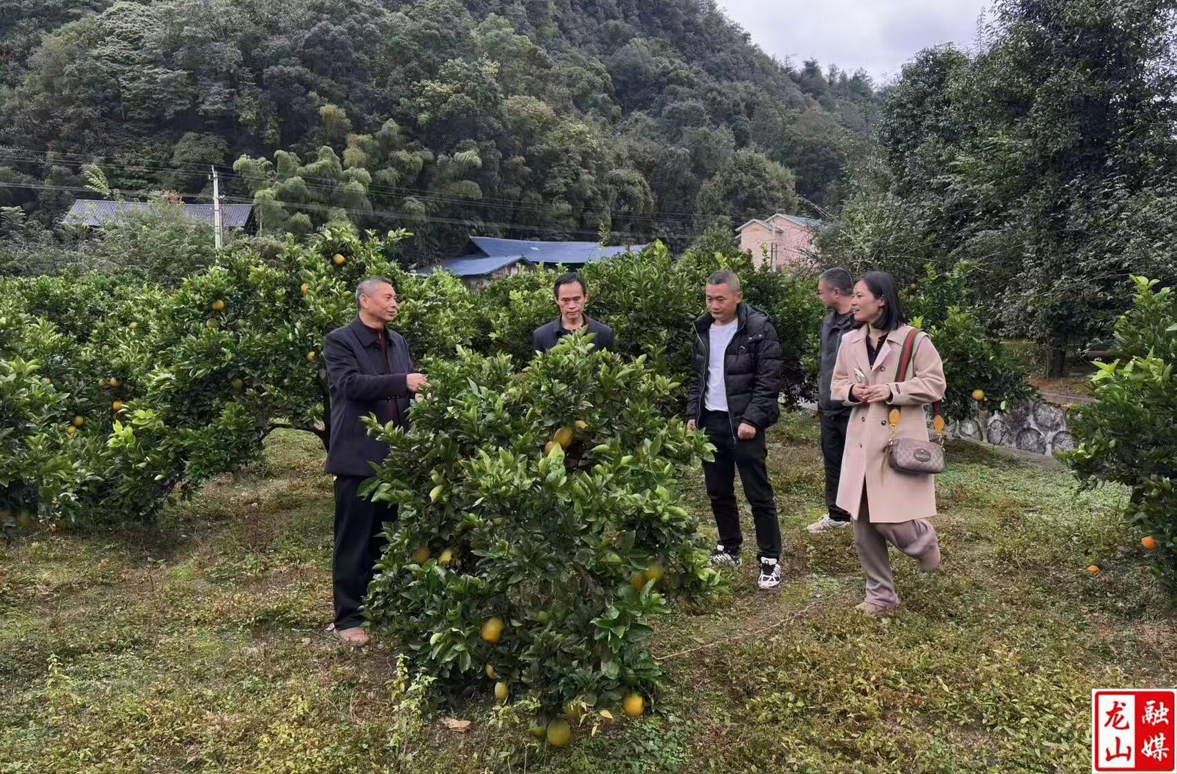 里耶镇：农技服务进橘园 精准防控保丰收