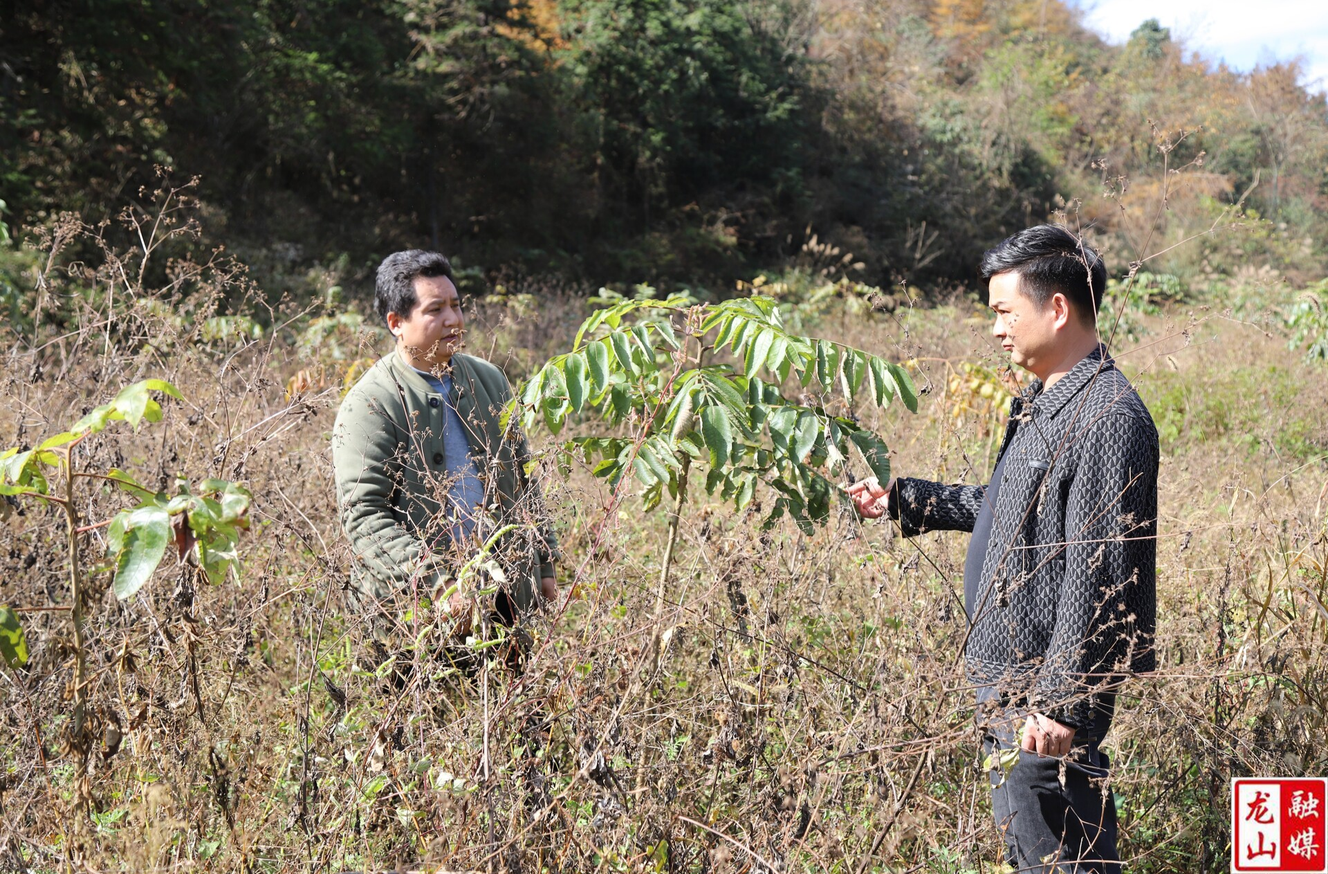 农民党员返乡种药材 家门口闯出致富路