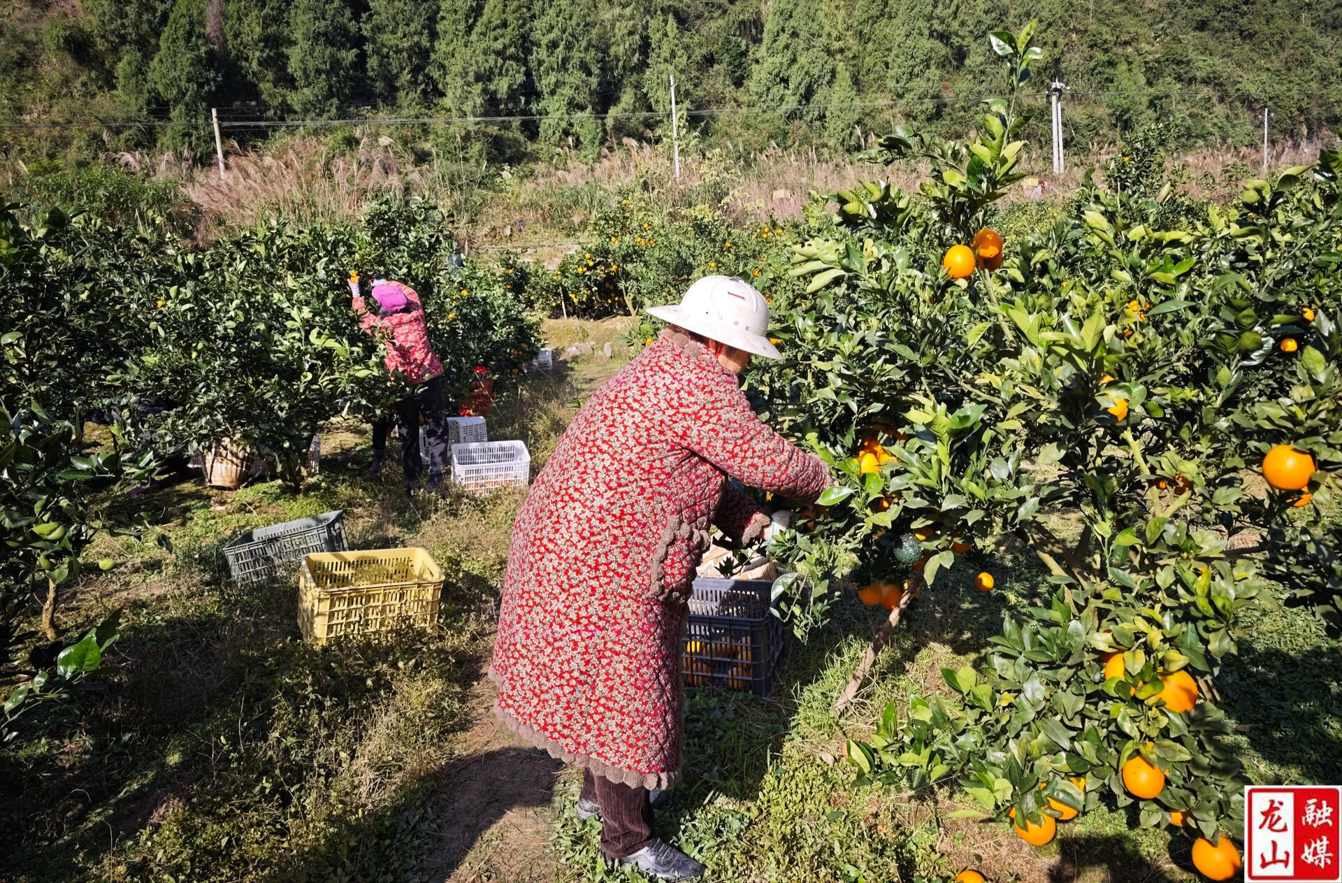 脐橙满枝迎丰收 果农采摘正当时