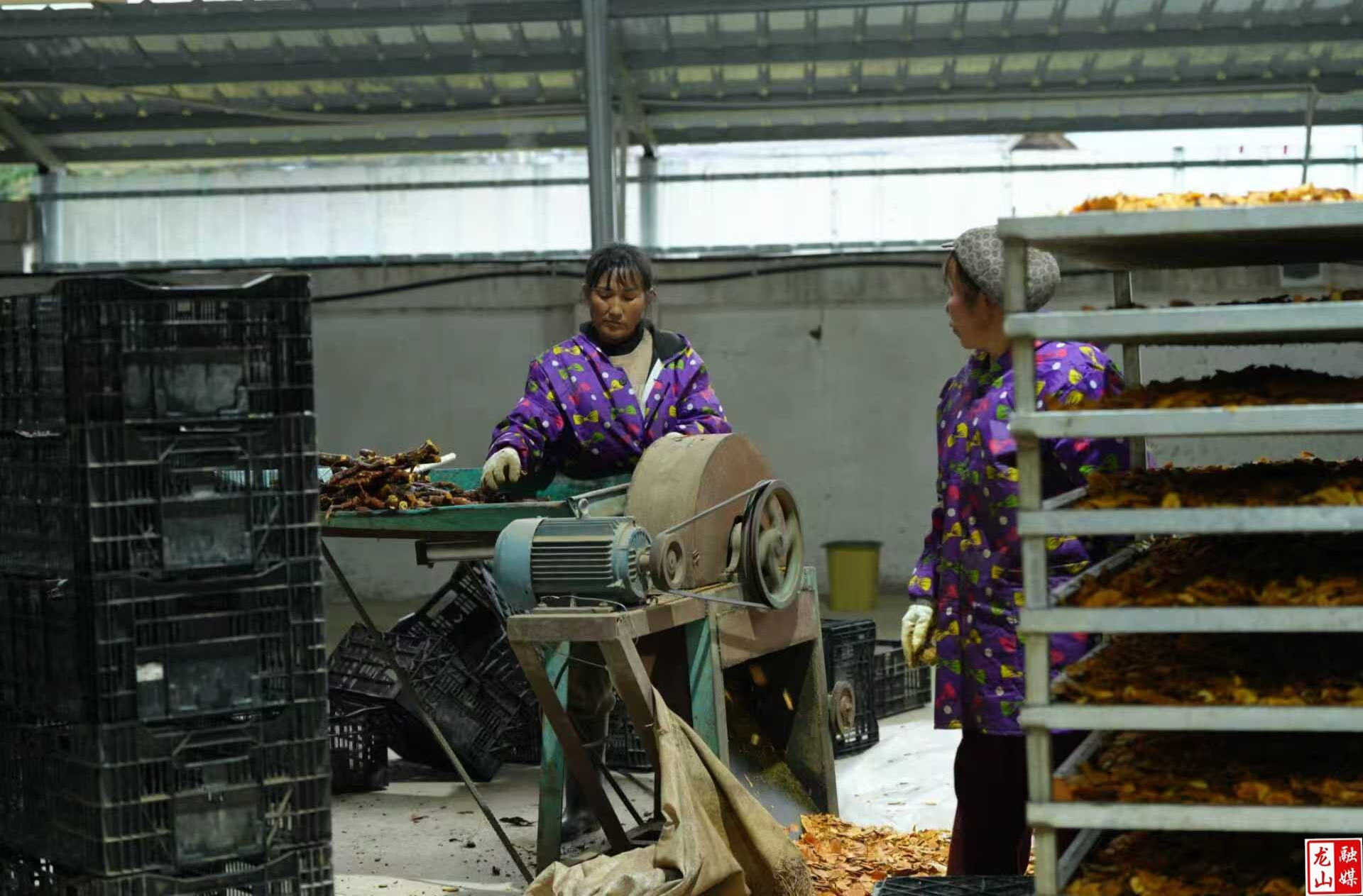 茨岩塘镇：招商引资添动能  产业发展显成效