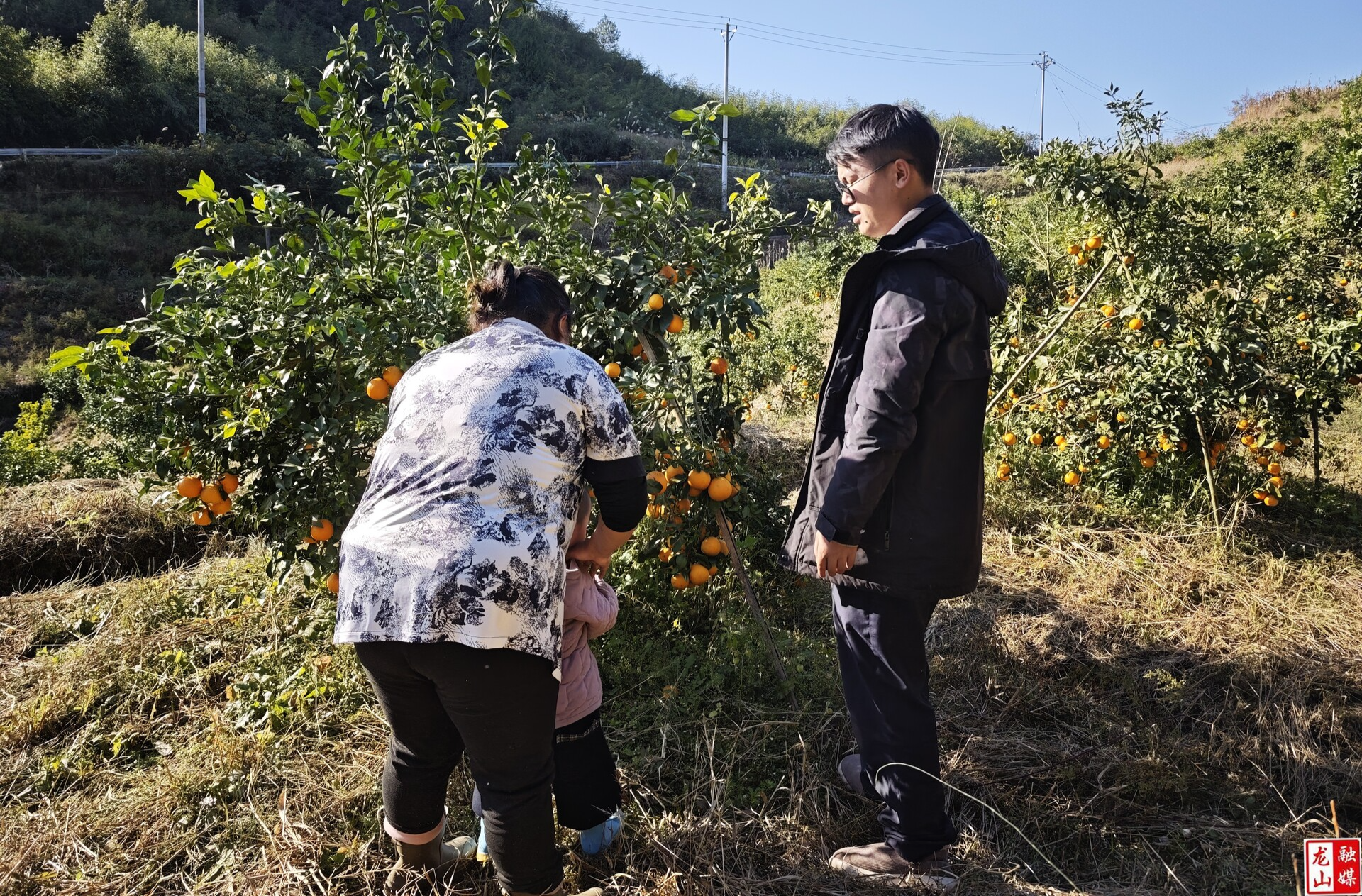柑橘丰收美景喜人 游客体验采摘乐趣