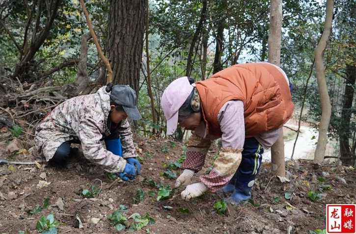 林下“淫羊藿”变“黄金叶”  铺就乡村振兴路