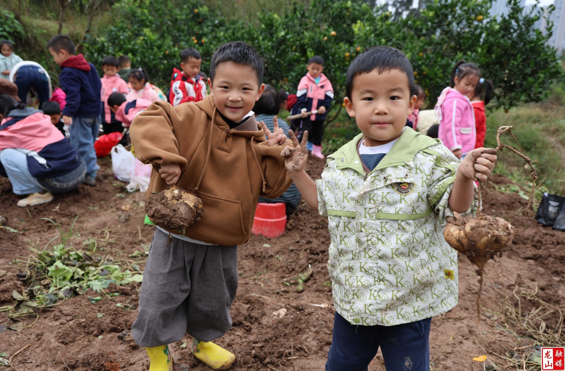 第一幼儿园开展劳动实践活动