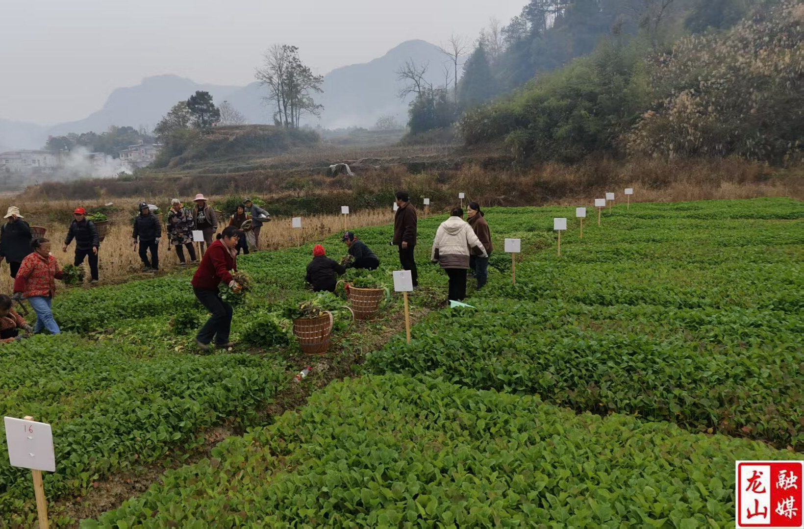 16个油菜新品种试验移栽 争当“当家”品种
