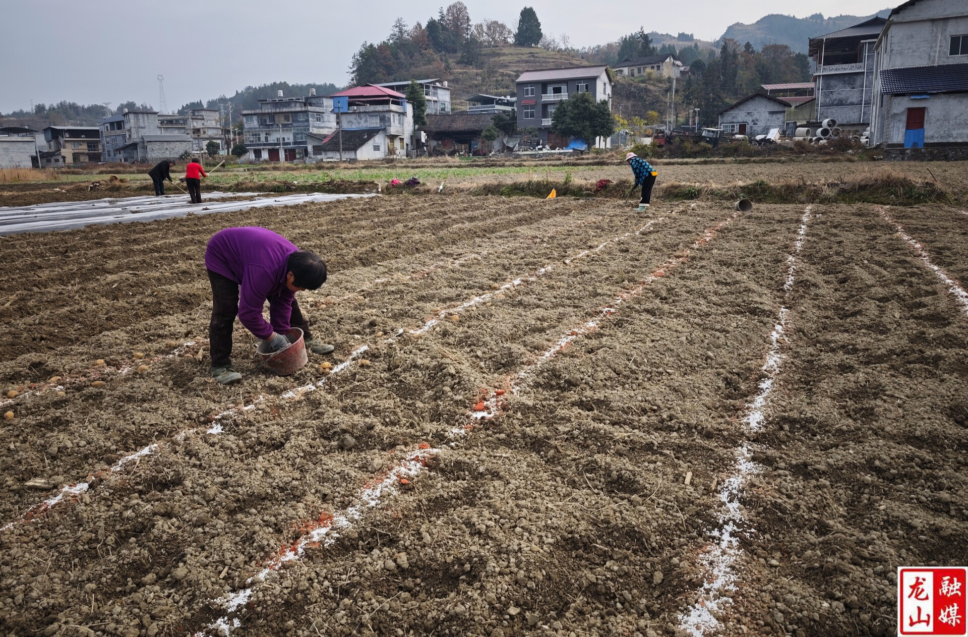 召市镇：抢抓晴好天气种植马铃薯
