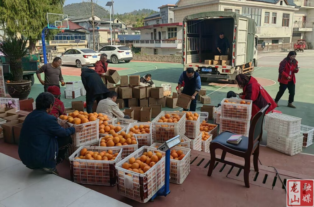 里耶脐橙丰收季——驻村工作队与村“两委”助农打包忙