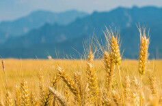 粮食产量再上新台阶！大国粮仓支撑更有力、动能更强