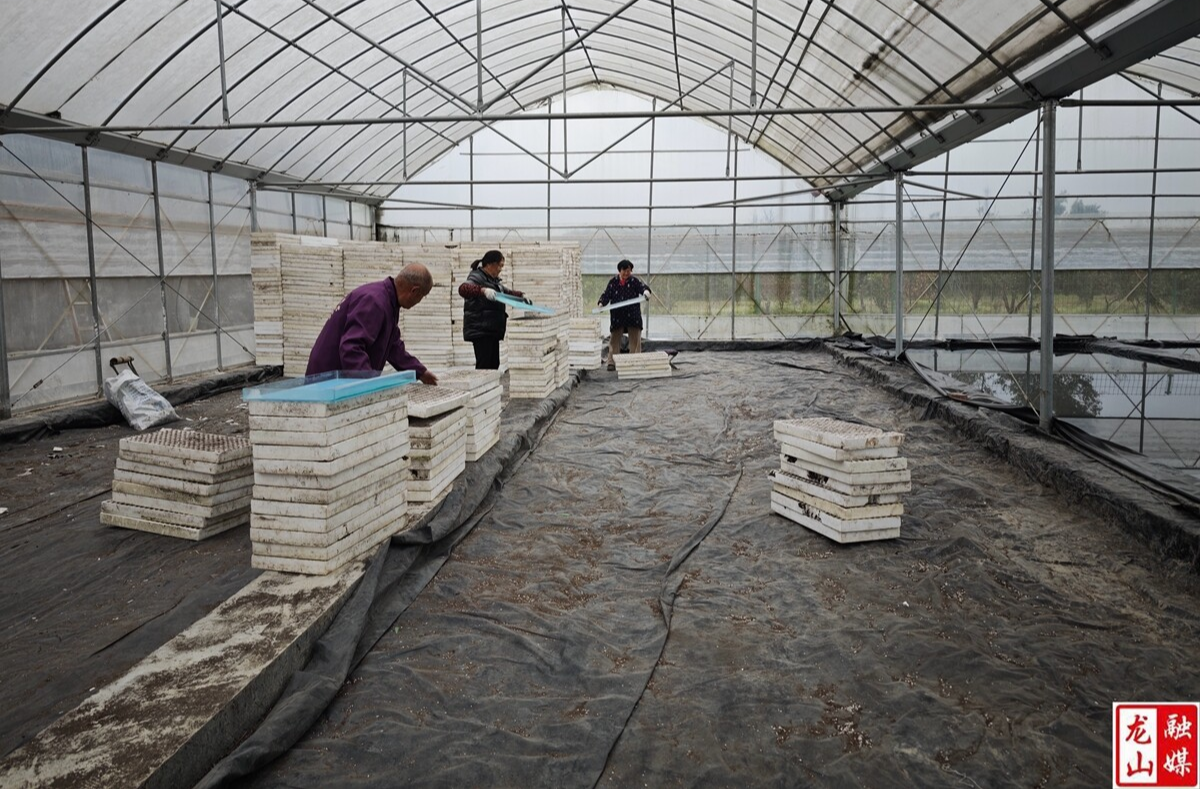 正南社区: 抢抓春耕好时节 烤烟育苗播种忙