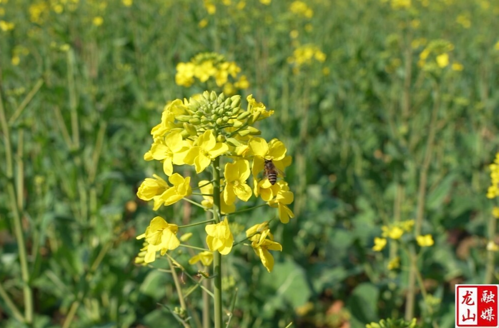 大美龙山：油菜花绽放 花田变蜜蜂乐园（图）