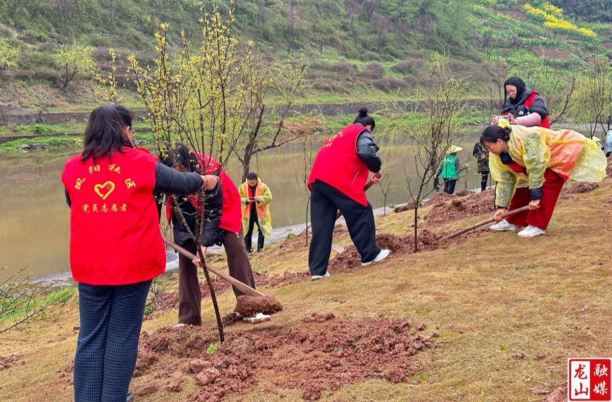 凤阳社区联合多方开展植树志愿活动