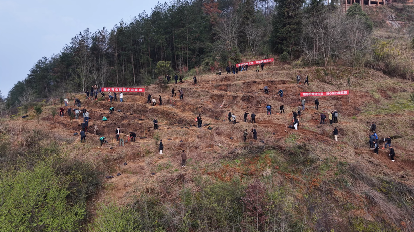 龙山县集中开展义务植树活动