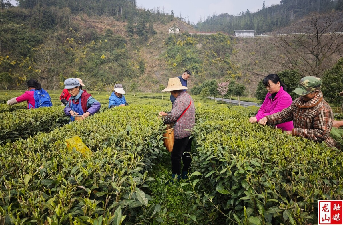 头茬春茶抢“鲜”开采