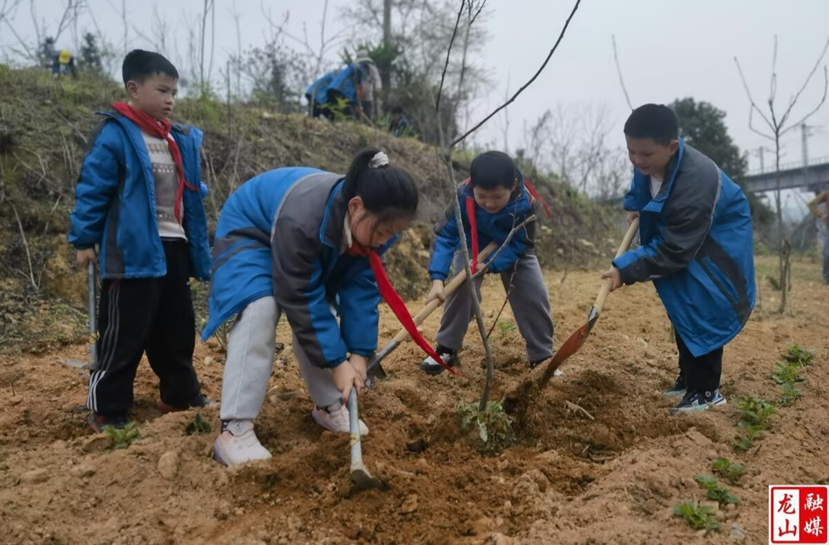 龙山六小开展“携手添新绿，共植希望树”植树节志愿活动